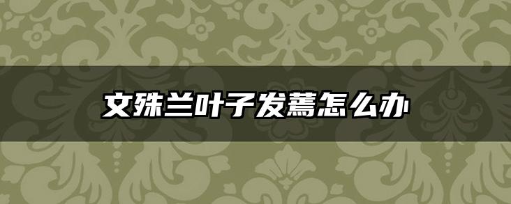 文殊兰叶子发蔫怎么办