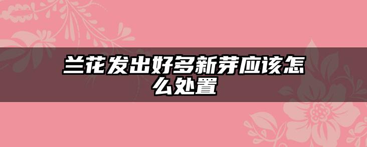兰花发出好多新芽应该怎么处置
