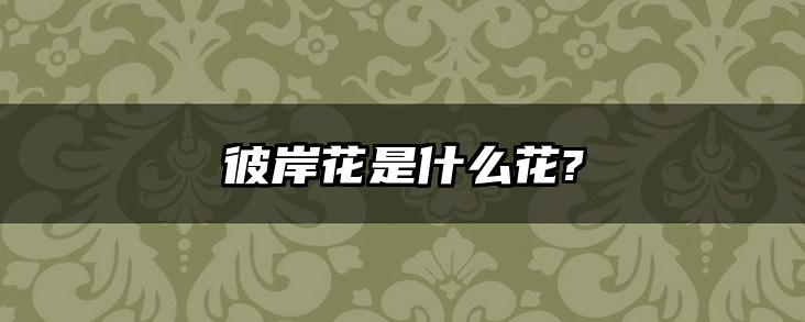 彼岸花是什么花?