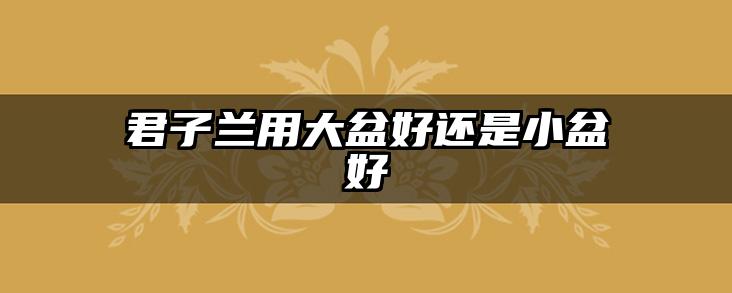 君子兰用大盆好还是小盆好