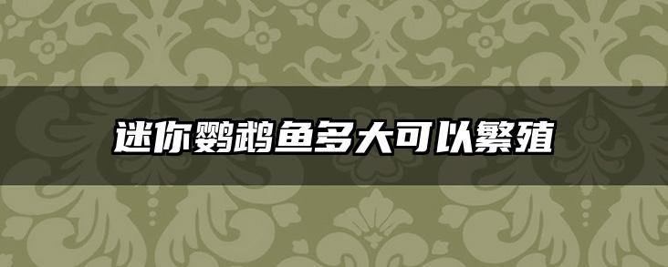 迷你鹦鹉鱼多大可以繁殖