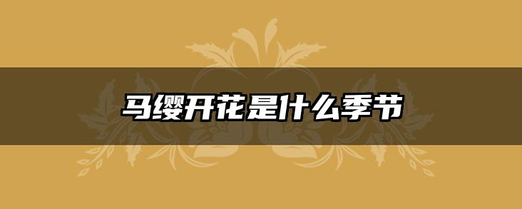 马缨开花是什么季节