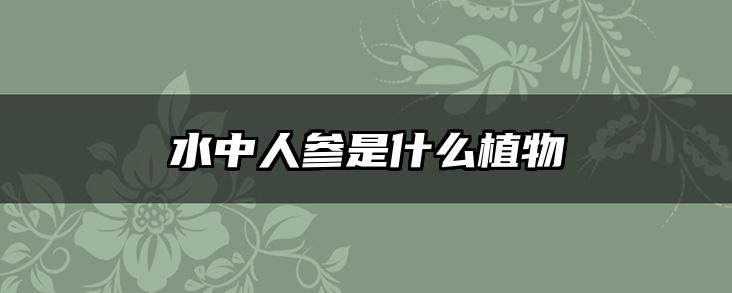 水中人参是什么植物