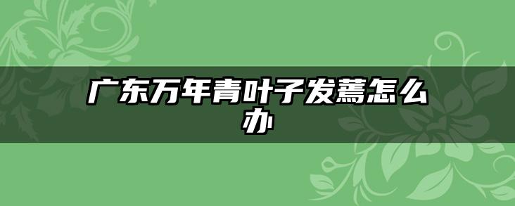 广东万年青叶子发蔫怎么办