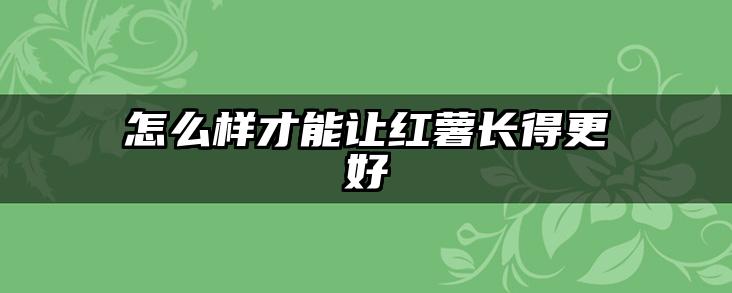 怎么样才能让红薯长得更好