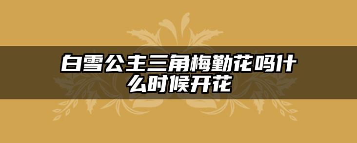 白雪公主三角梅勤花吗什么时候开花