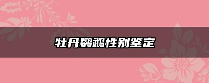 牡丹鹦鹉性别鉴定
