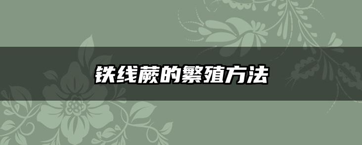 铁线蕨的繁殖方法