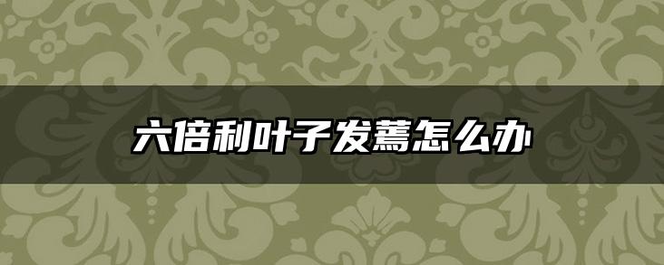 六倍利叶子发蔫怎么办