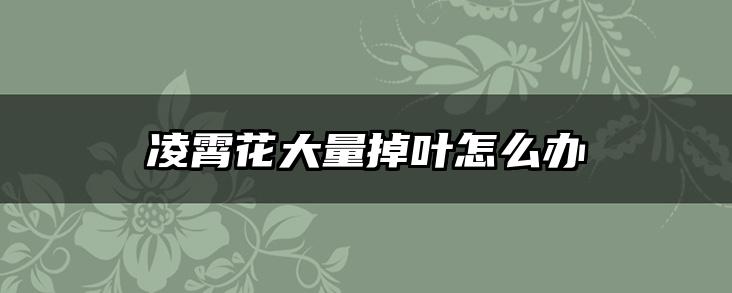 凌霄花大量掉叶怎么办