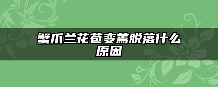 蟹爪兰花苞变蔫脱落什么原因