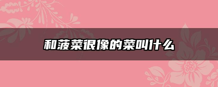 和菠菜很像的菜叫什么