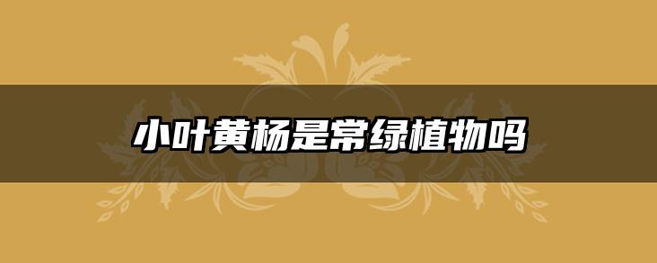 小叶黄杨是常绿植物吗