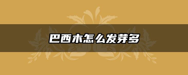 巴西木怎么发芽多