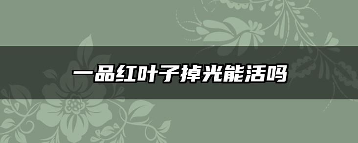 一品红叶子掉光能活吗