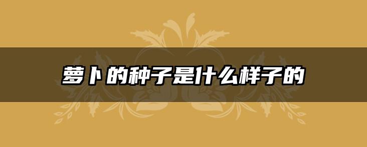 萝卜的种子是什么样子的