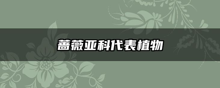 蔷薇亚科代表植物