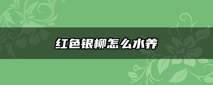 红色银柳怎么水养