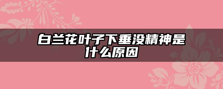 白兰花叶子下垂没精神是什么原因