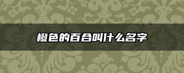 橙色的百合叫什么名字