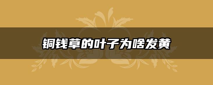 铜钱草的叶子为啥发黄