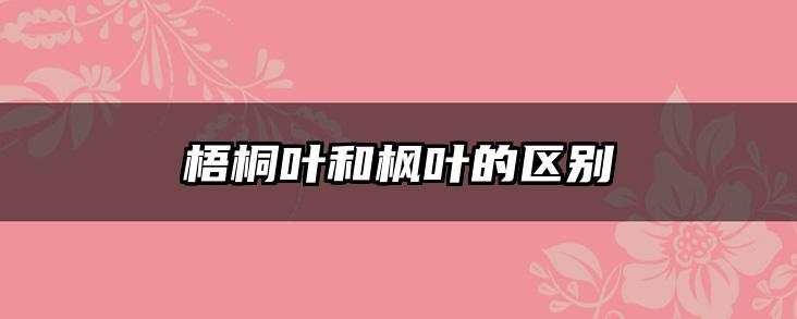 梧桐叶和枫叶的区别