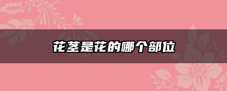 花茎是花的哪个部位