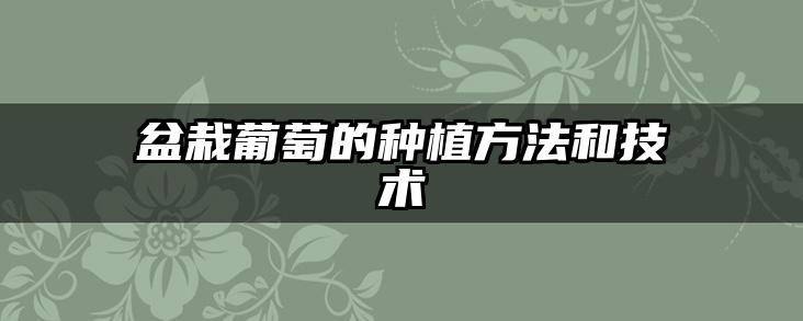 盆栽葡萄的种植方法和技术