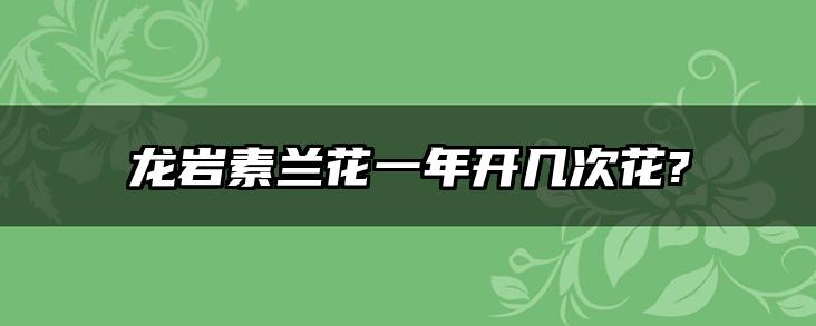 龙岩素兰花一年开几次花?