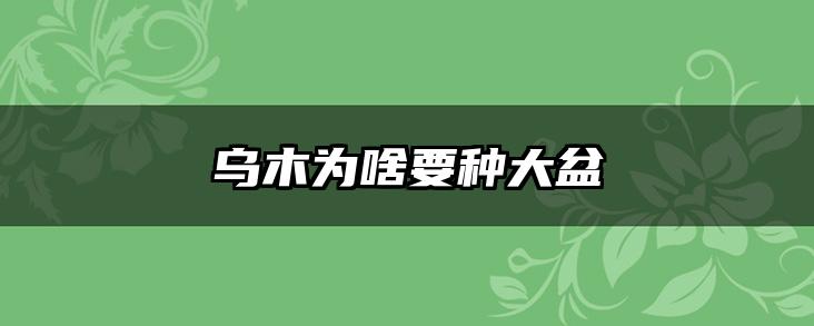 乌木为啥要种大盆