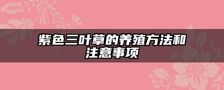 紫色三叶草的养殖方法和注意事项