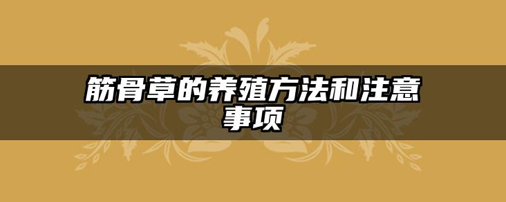 筋骨草的养殖方法和注意事项