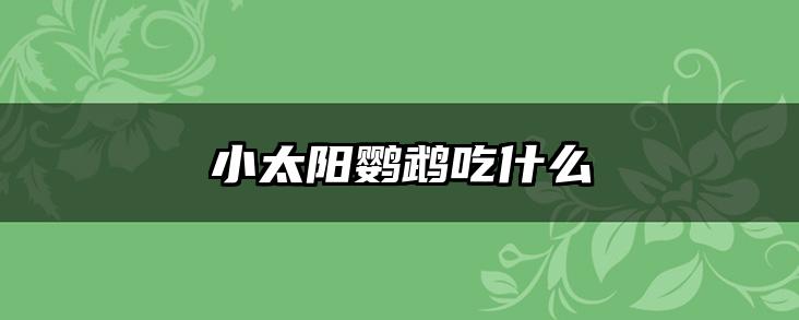 小太阳鹦鹉吃什么
