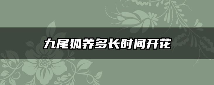 九尾狐养多长时间开花