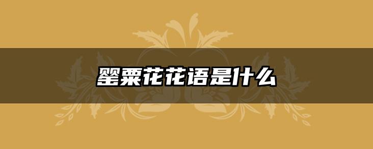 罂粟花花语是什么
