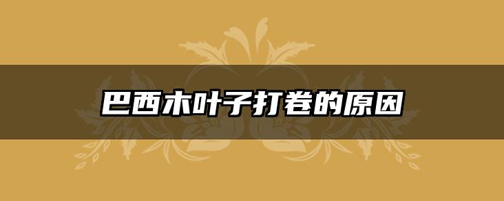 巴西木叶子打卷的原因