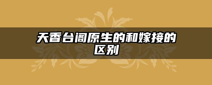 天香台阁原生的和嫁接的区别