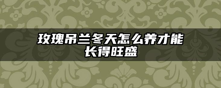 玫瑰吊兰冬天怎么养才能长得旺盛
