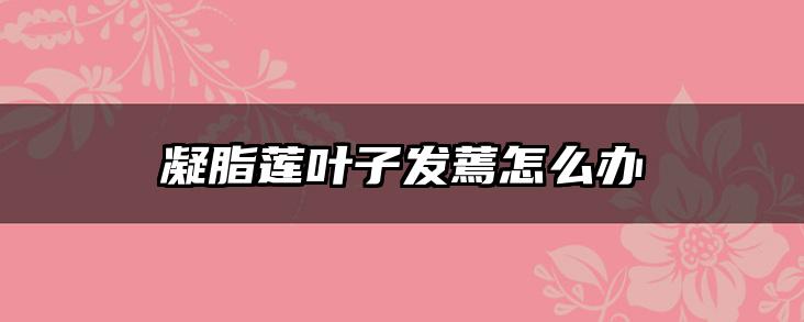 凝脂莲叶子发蔫怎么办