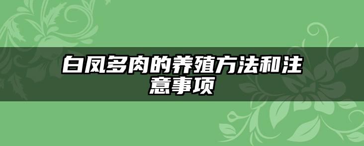 白凤多肉的养殖方法和注意事项