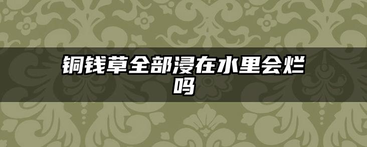 铜钱草全部浸在水里会烂吗