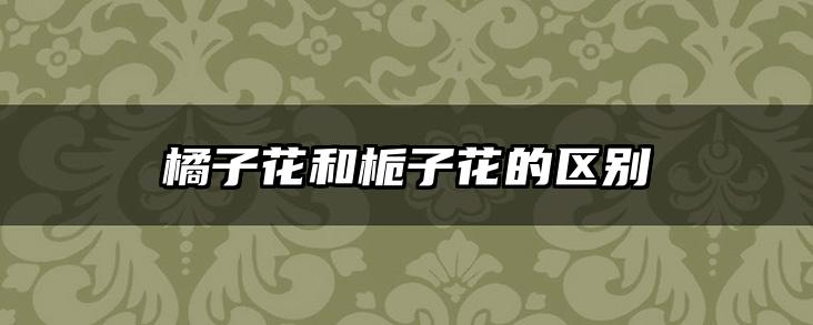 橘子花和栀子花的区别