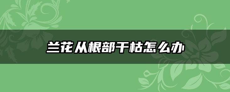 兰花从根部干枯怎么办