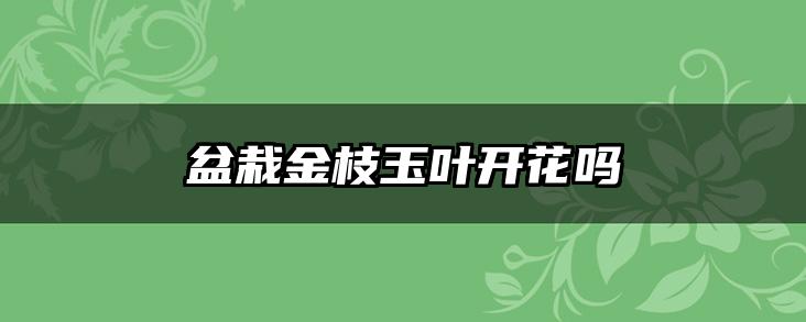 盆栽金枝玉叶开花吗