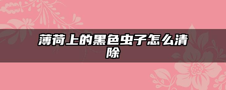 薄荷上的黑色虫子怎么清除