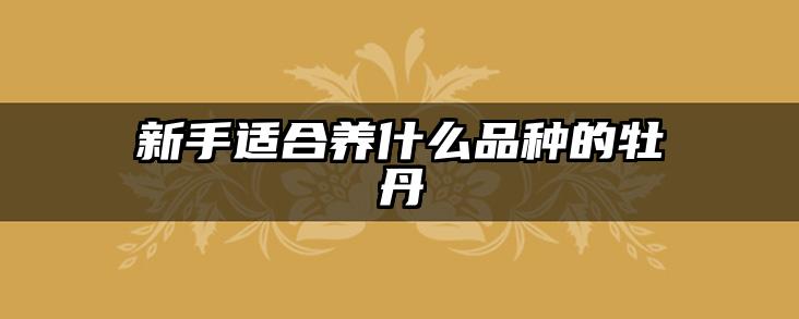 新手适合养什么品种的牡丹