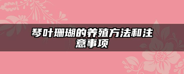 琴叶珊瑚的养殖方法和注意事项