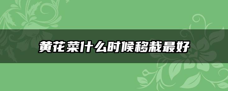 黄花菜什么时候移栽最好