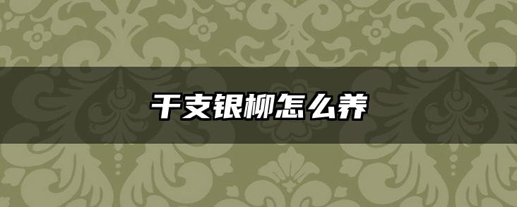 干支银柳怎么养