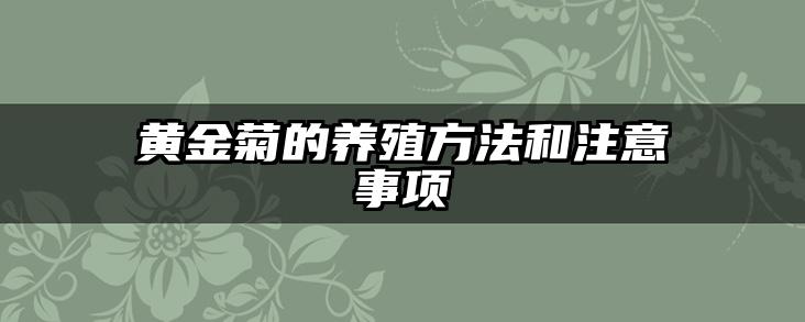 黄金菊的养殖方法和注意事项